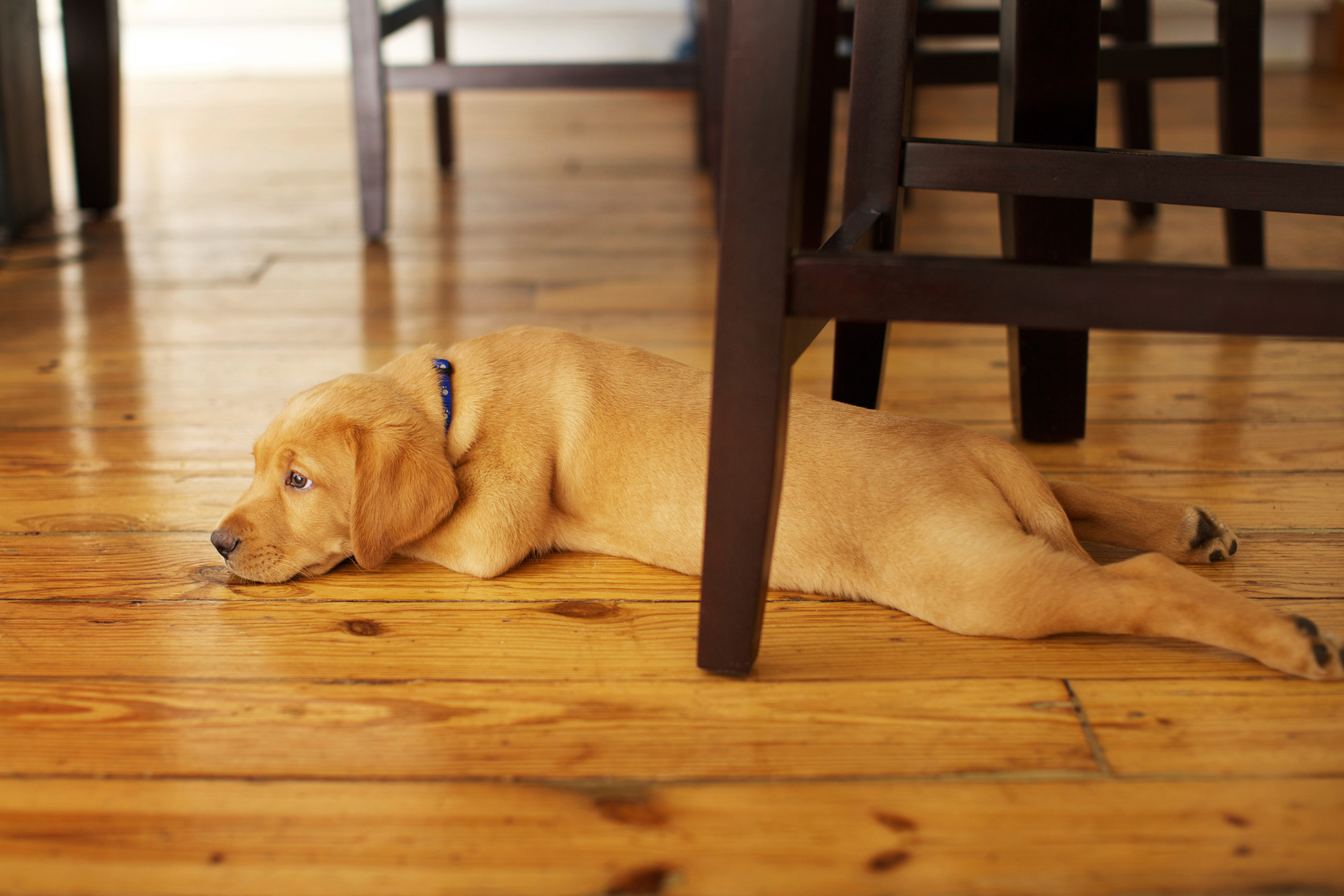 yellow lab puppy laying on wood floor 